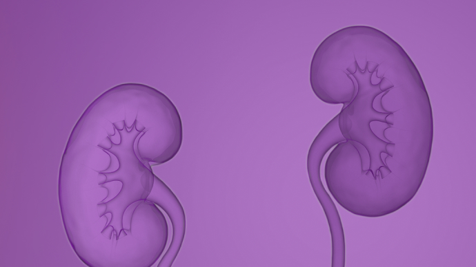 Zwei Nieren symbolisieren den IgAN-Krankheitsbeginn